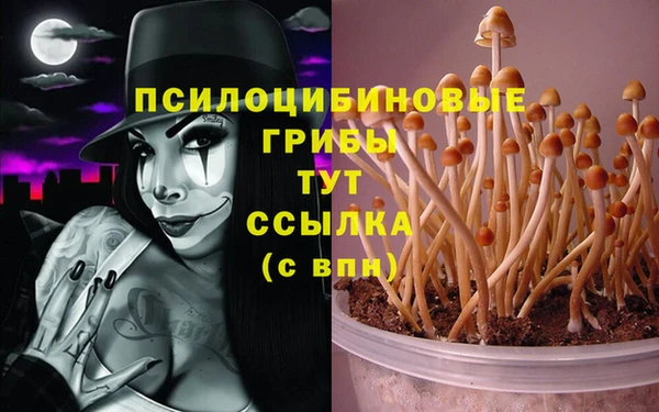 PSILOCYBIN Алзамай